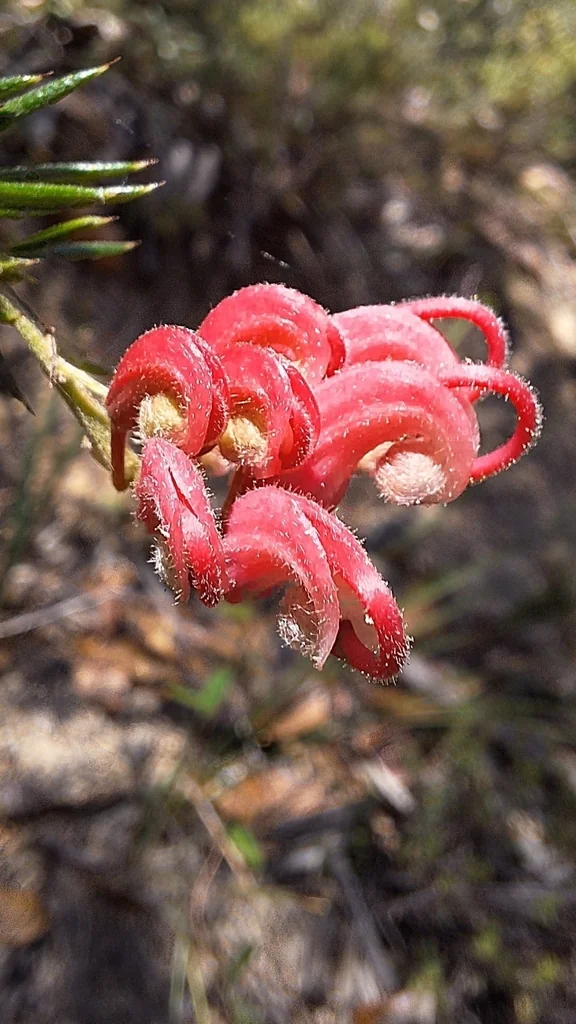 Grevillea Lavandulacea