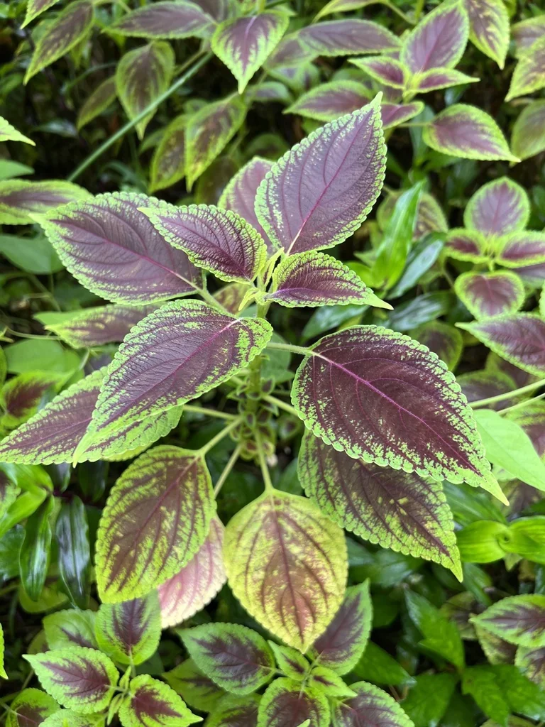Coleus scutellarioides