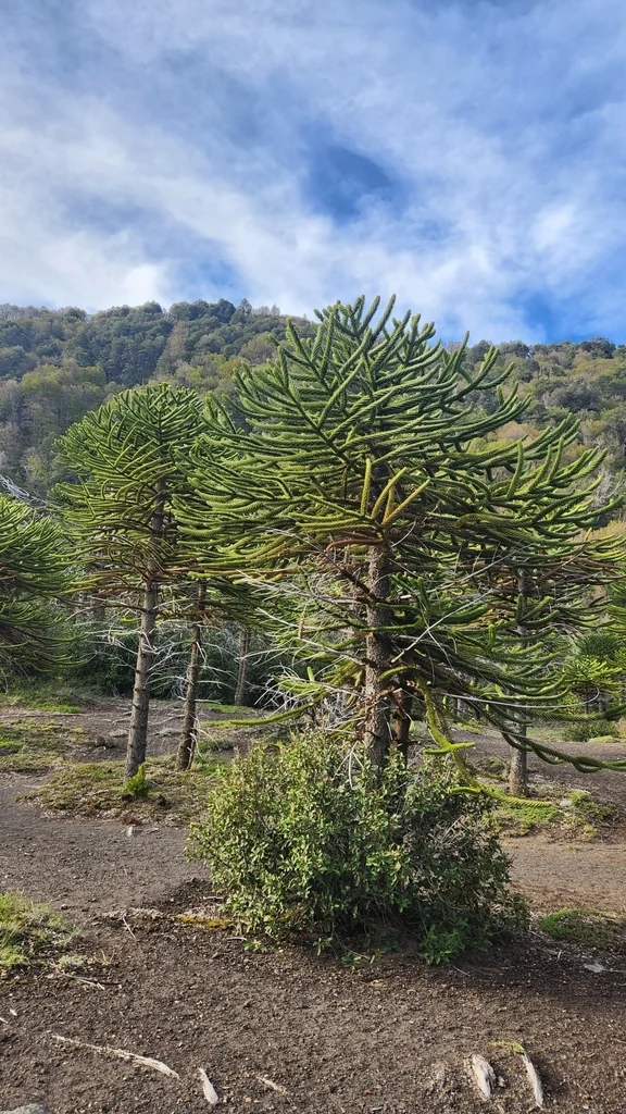 Araucaria Araucana