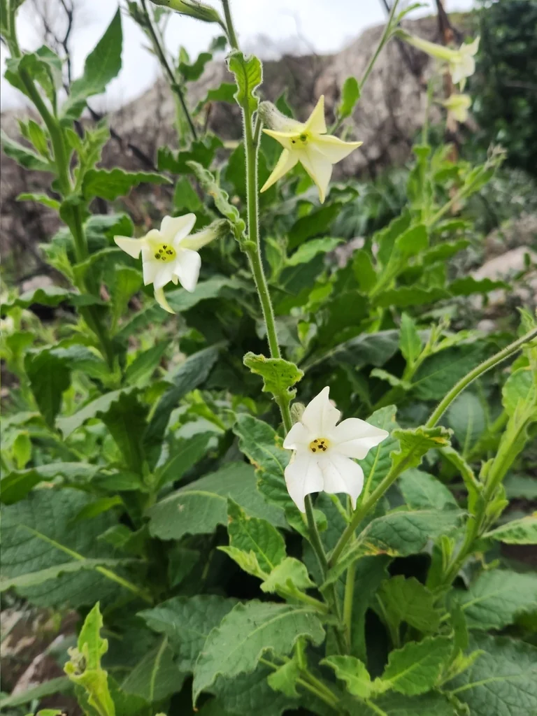 Nicotiana Alata