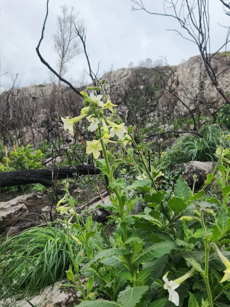 Nicotiana Alata