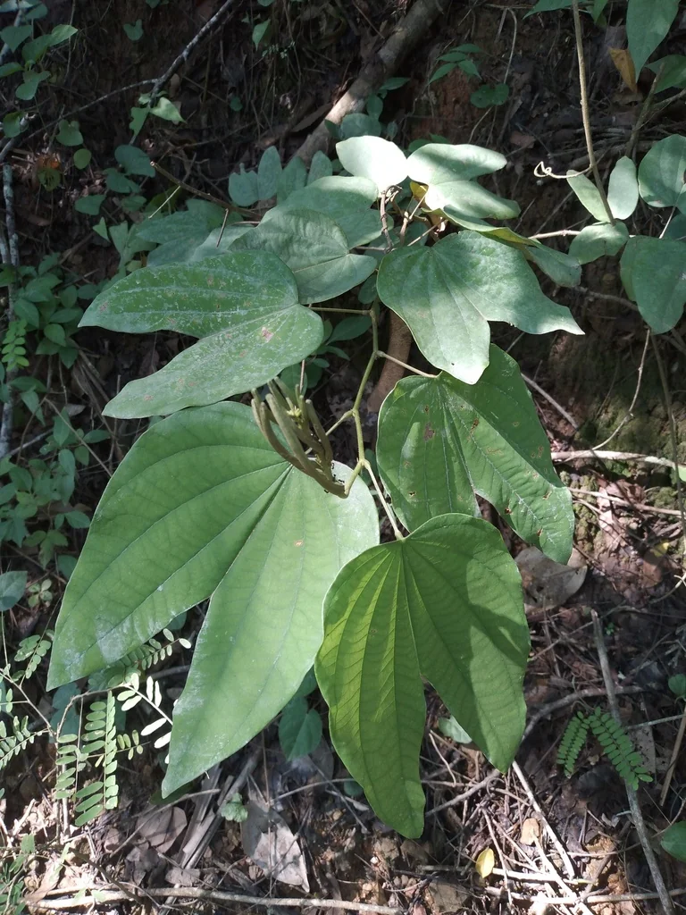 Bauhinia forficata