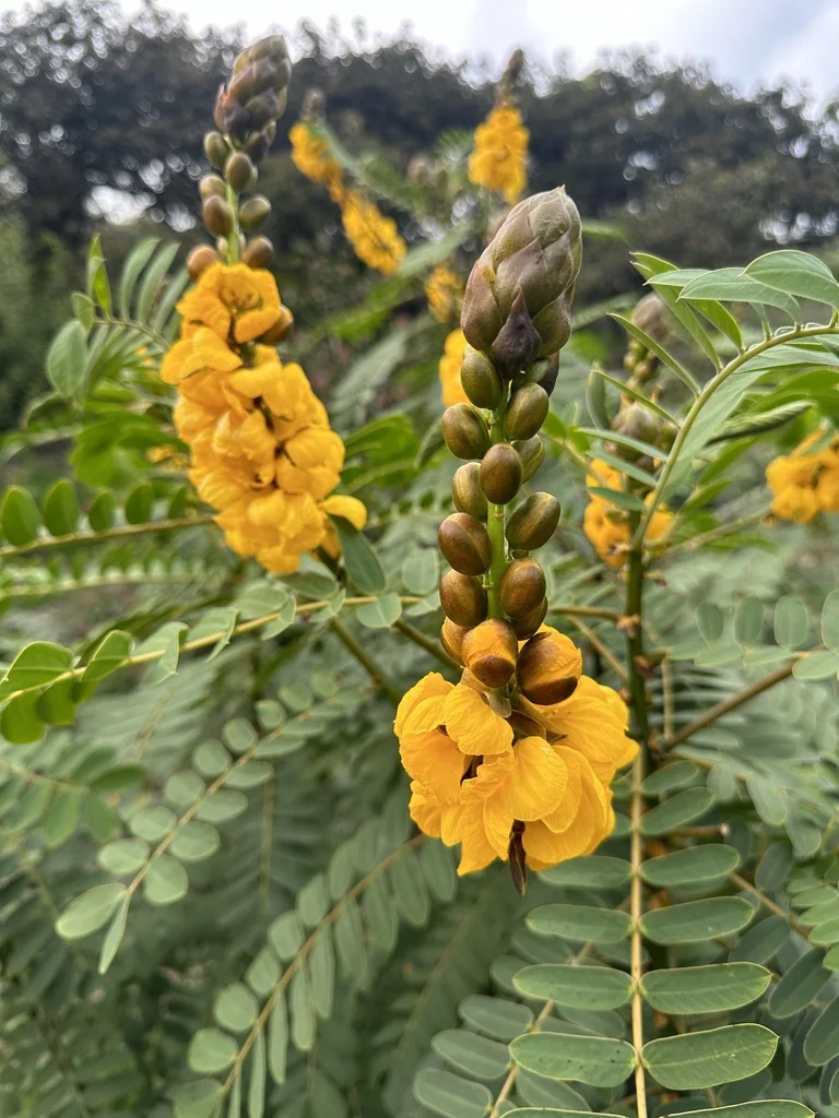 Senna Didymobotrya