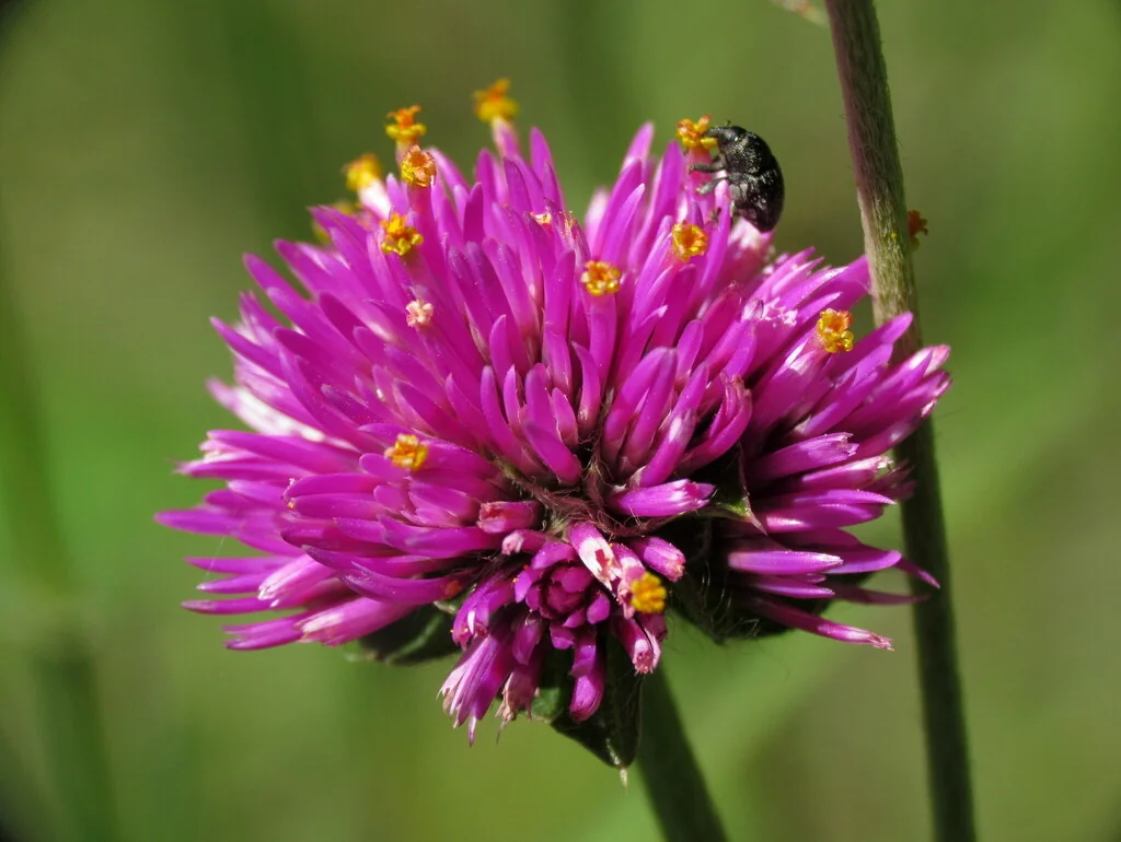 Gomphrena pulchella