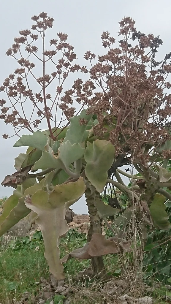 Kalanchoe Beharensis