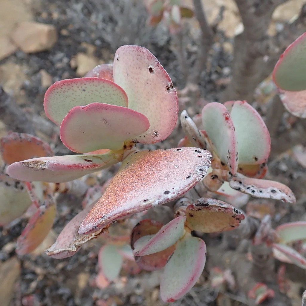 Crassula Arborescens