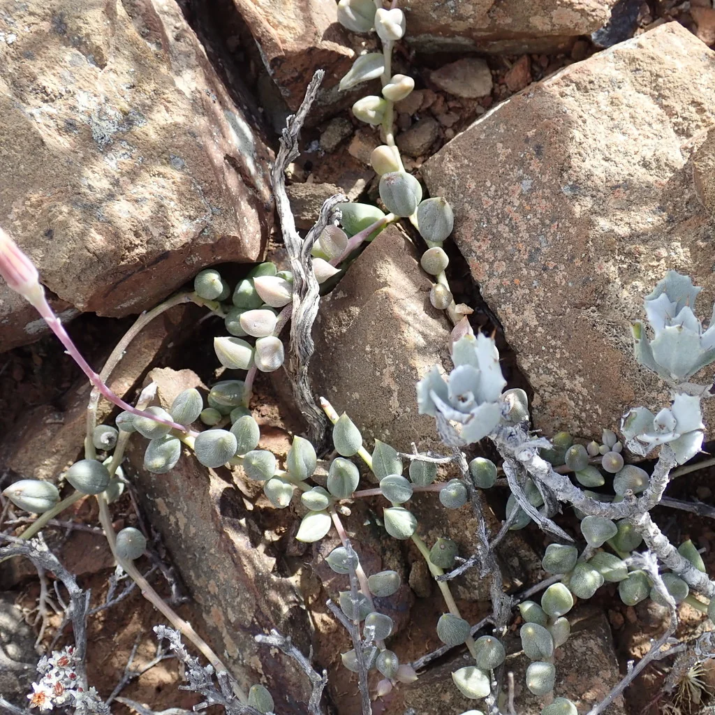 Senecio Radicans