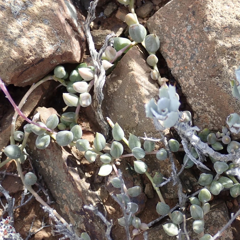 Senecio Radicans
