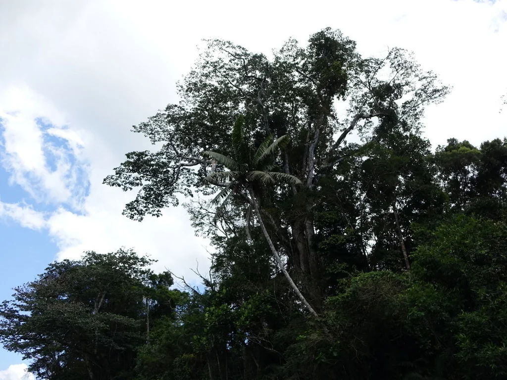 Dypsis lastelliana