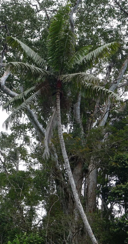 Dypsis lastelliana