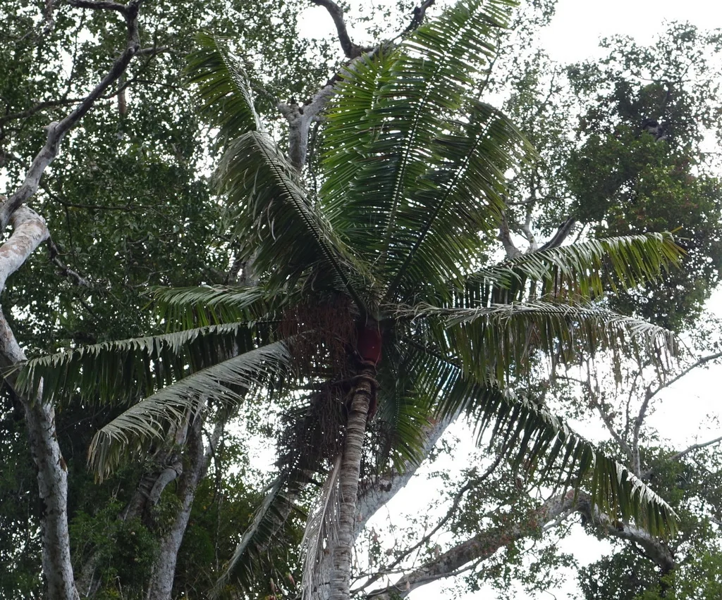 Dypsis lastelliana