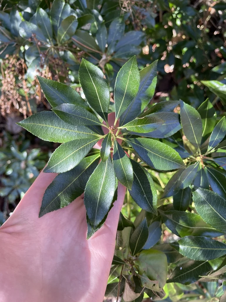 Pieris japonica