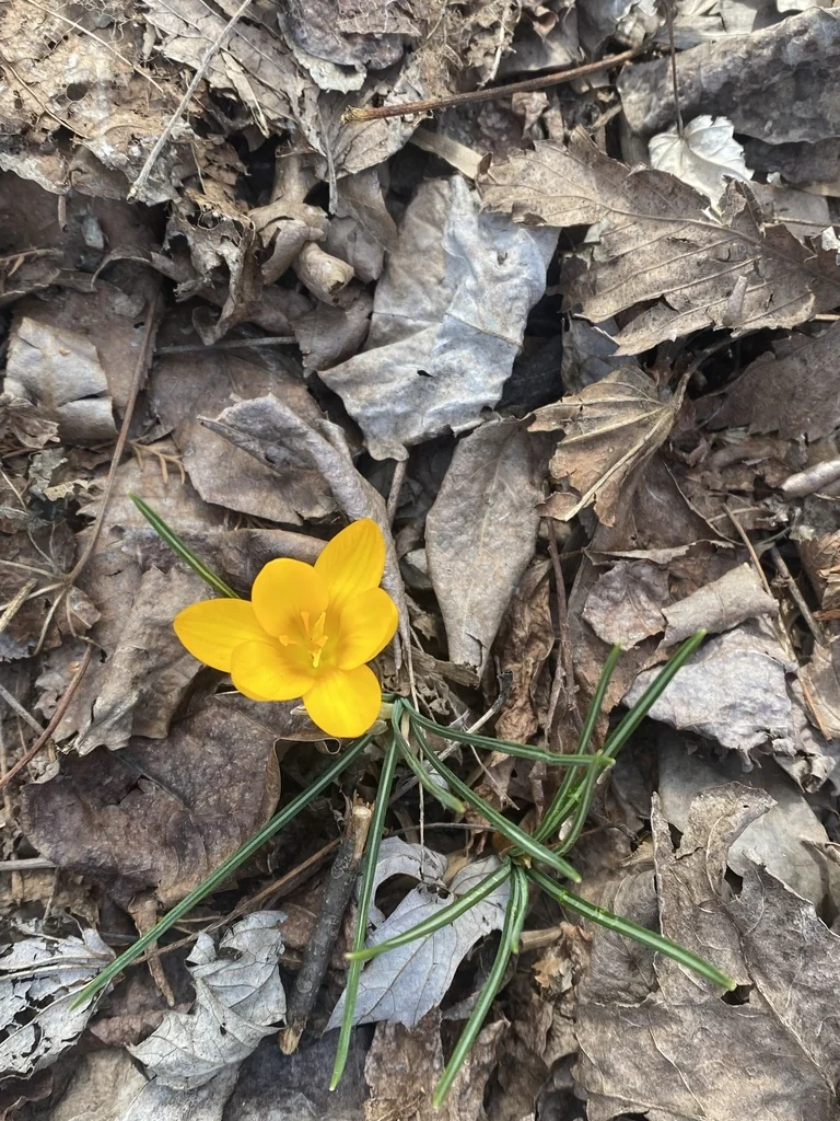 Crocus Chrysanthus