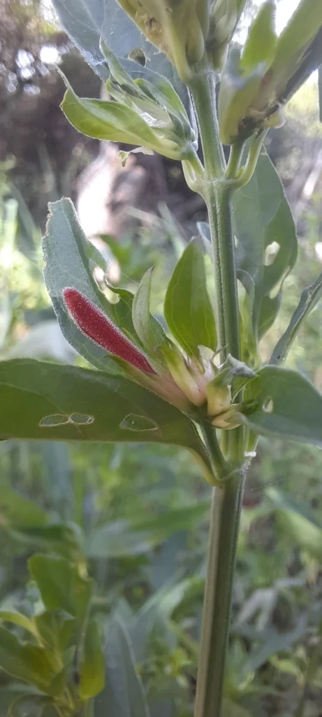 Dicliptera Suberecta