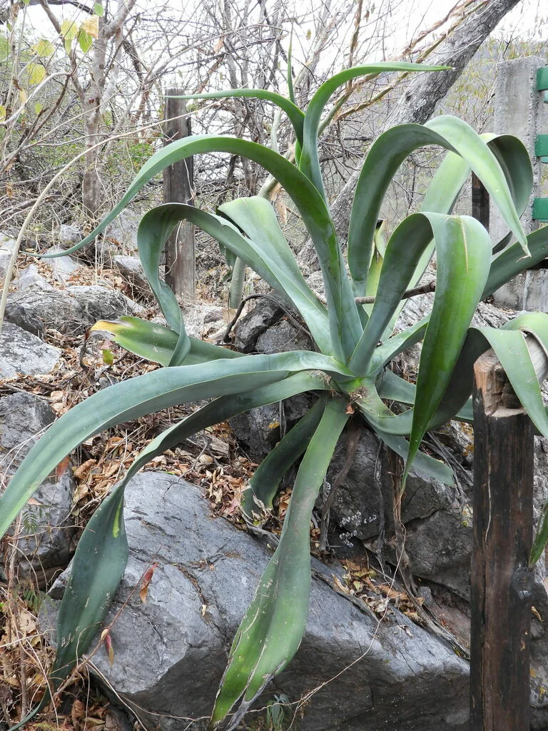 Agave Vilmoriniana