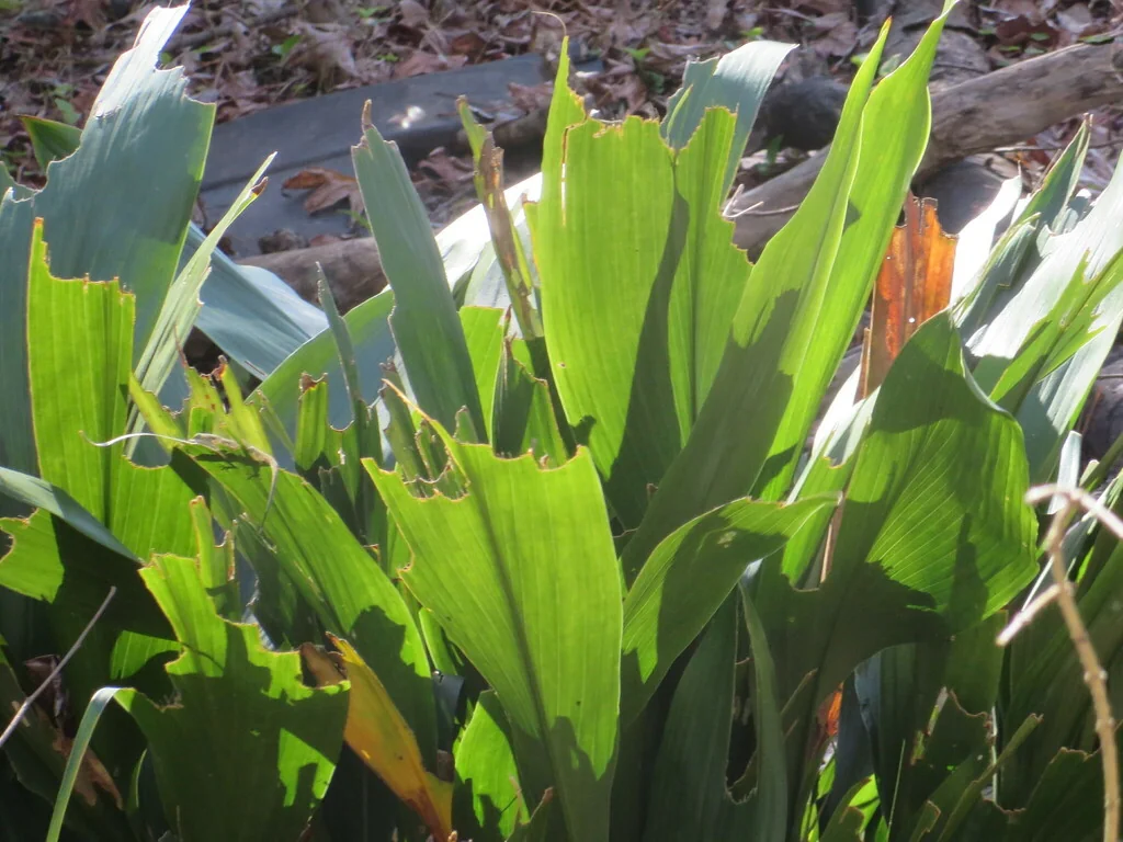 Aspidistra Elatior