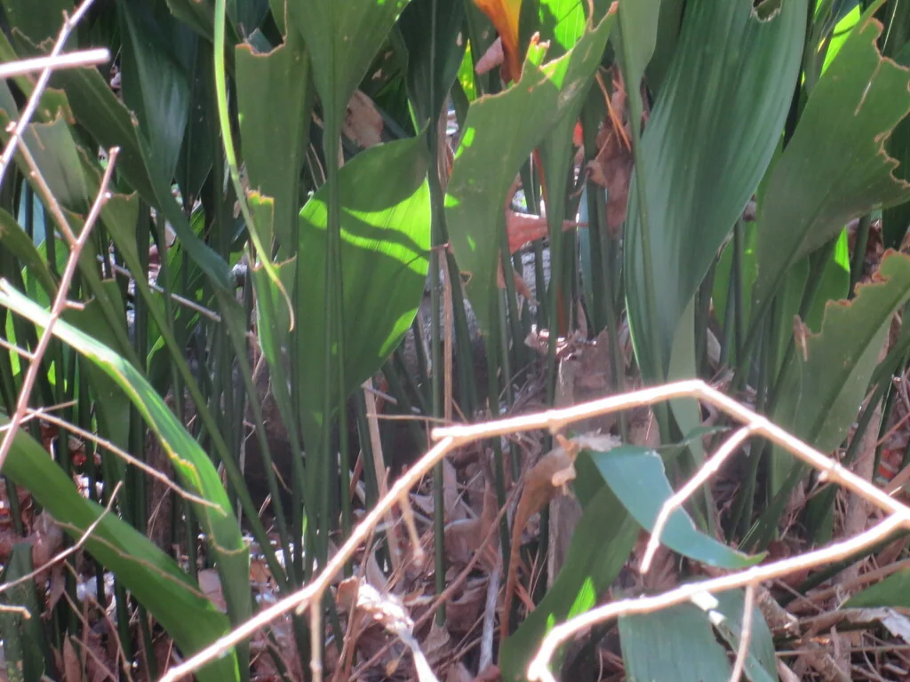 Aspidistra Elatior