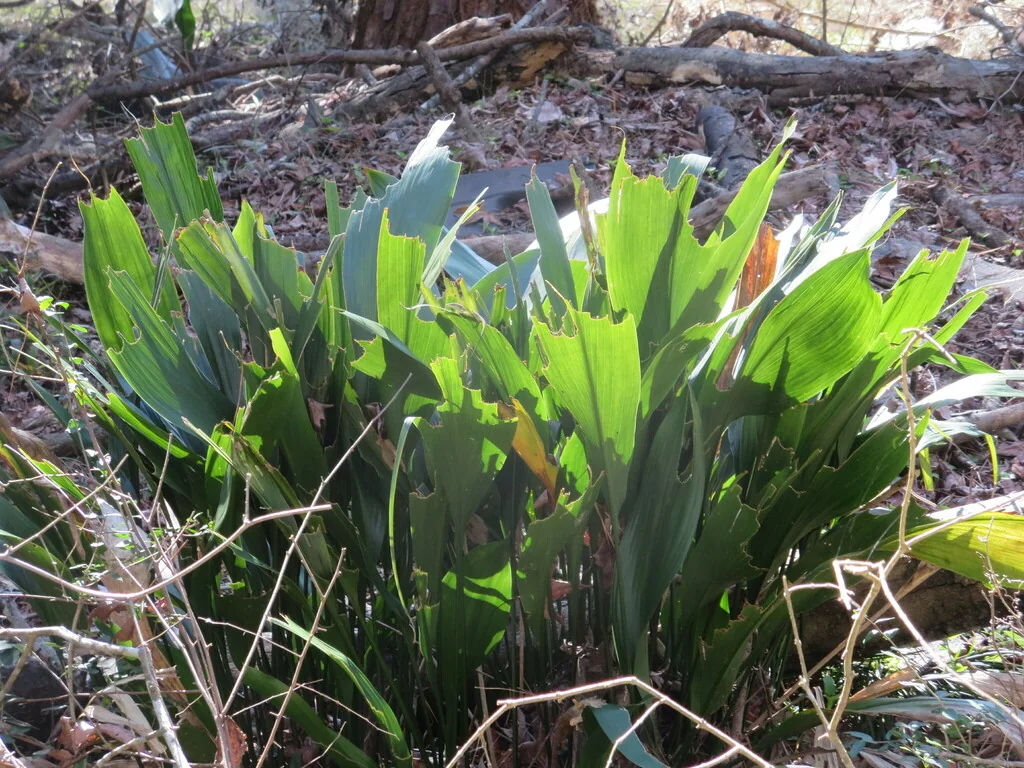 Aspidistra Elatior