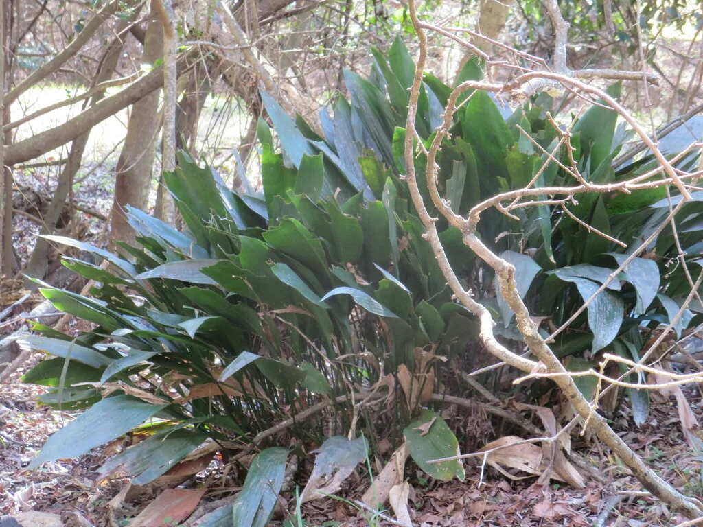 Aspidistra Elatior