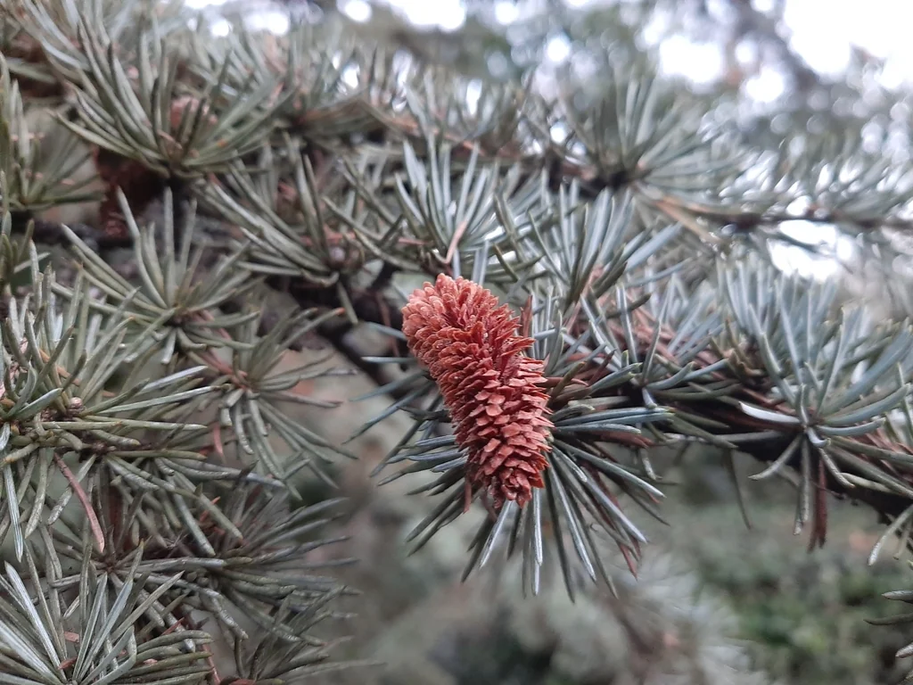 Cedrus atlantica