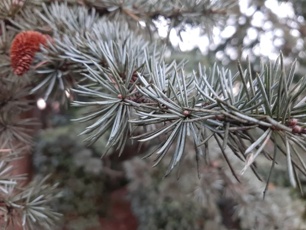 Cedrus atlantica