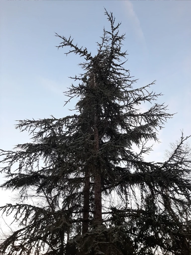 Cedrus atlantica