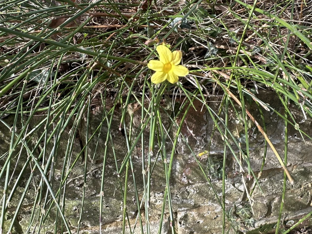 Jasminum Nudiflorum