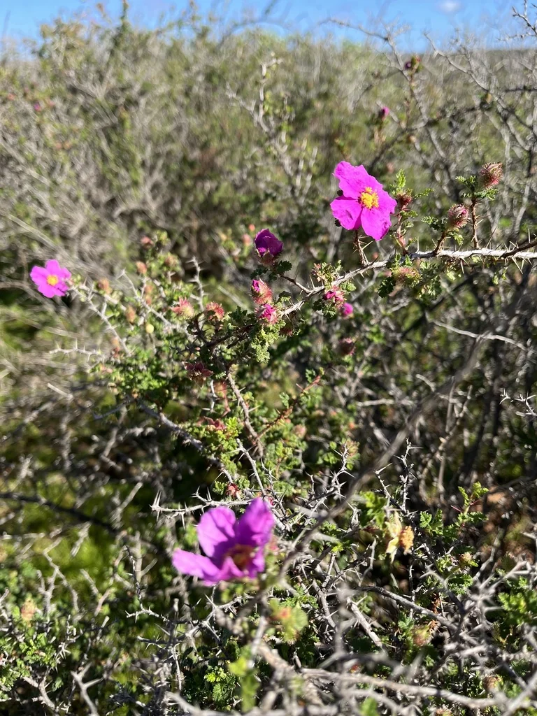 Rosa Minutifolia