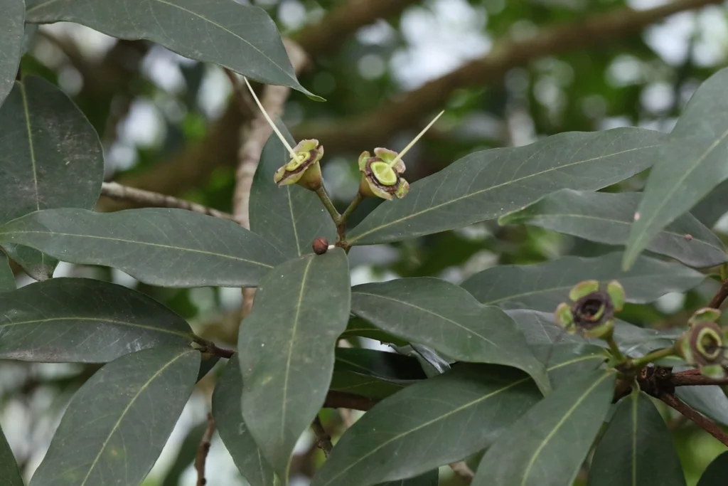 Syzygium Jambos