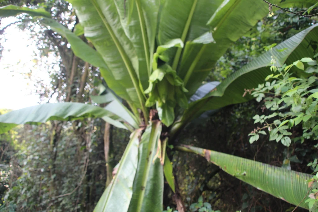 Ensete Ventricosum