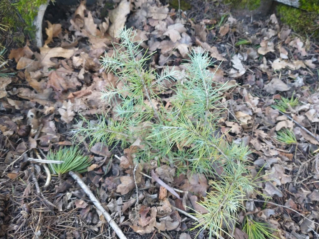 Cedrus Deodara