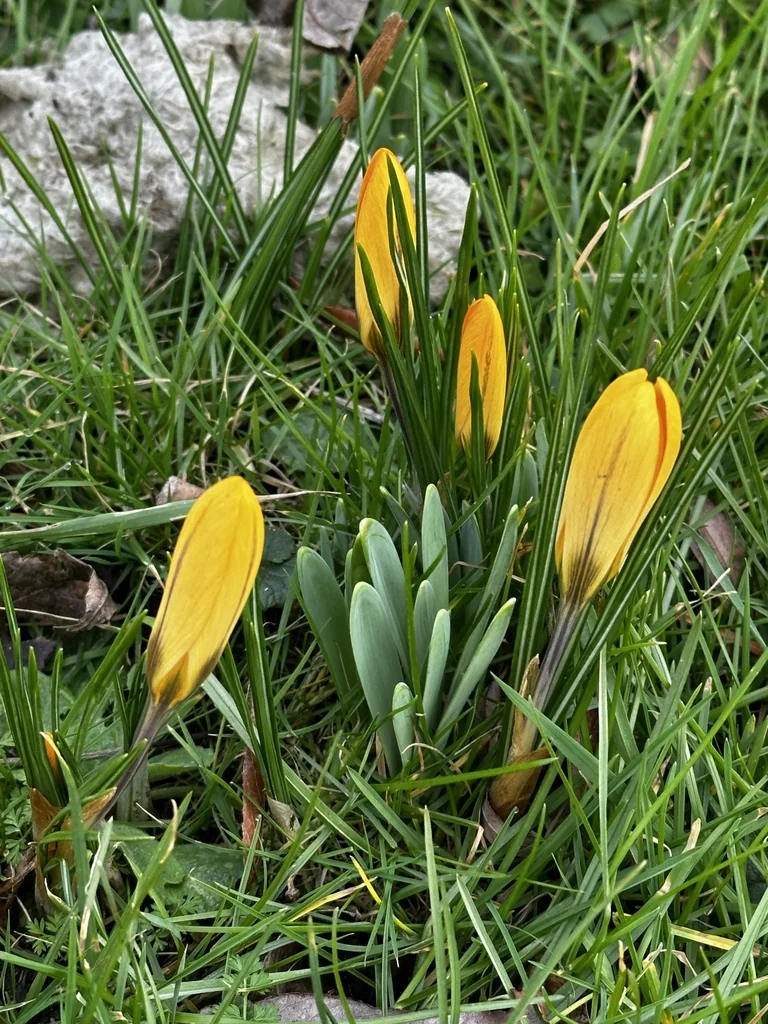 Crocus Chrysanthus