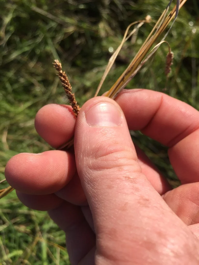 Carex Flagellifera