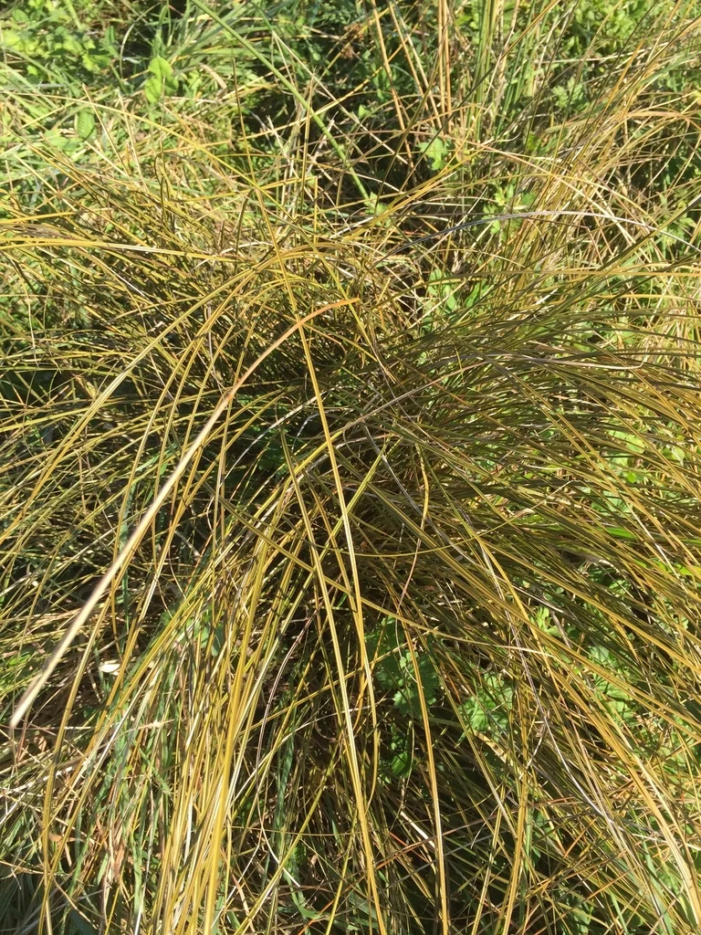 Carex Flagellifera