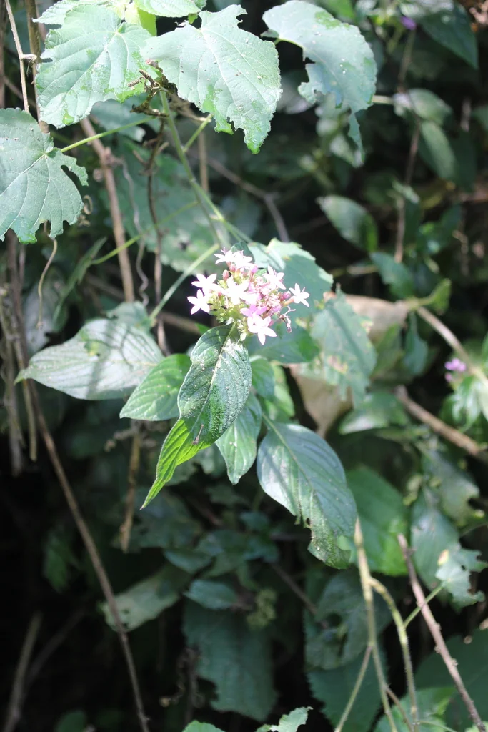 Pentas lanceolata