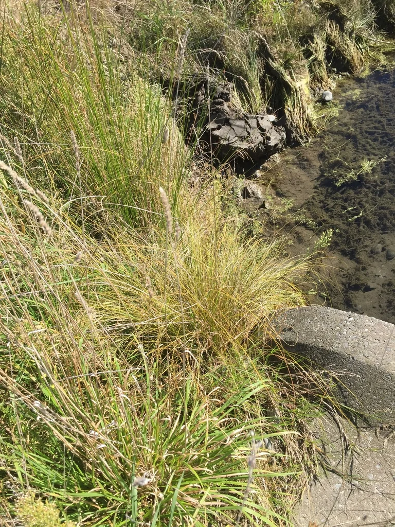 Carex Flagellifera