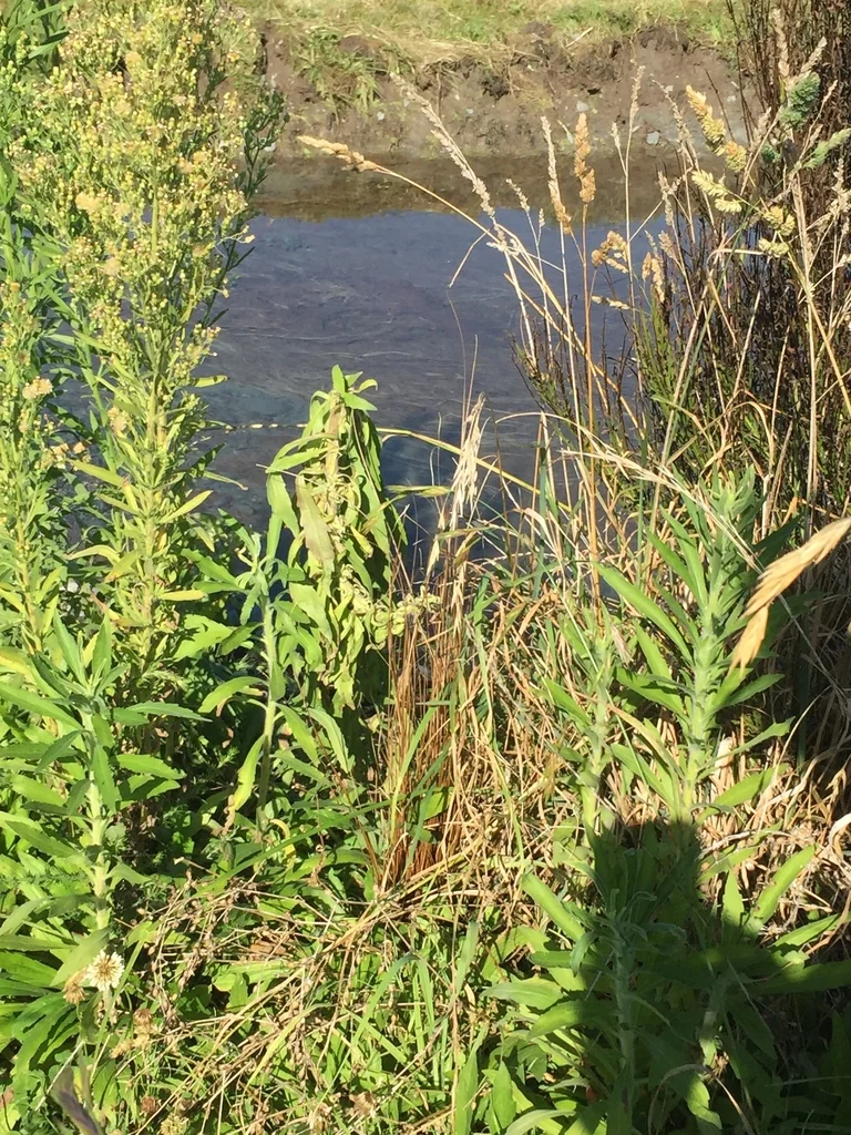 Carex Buchananii