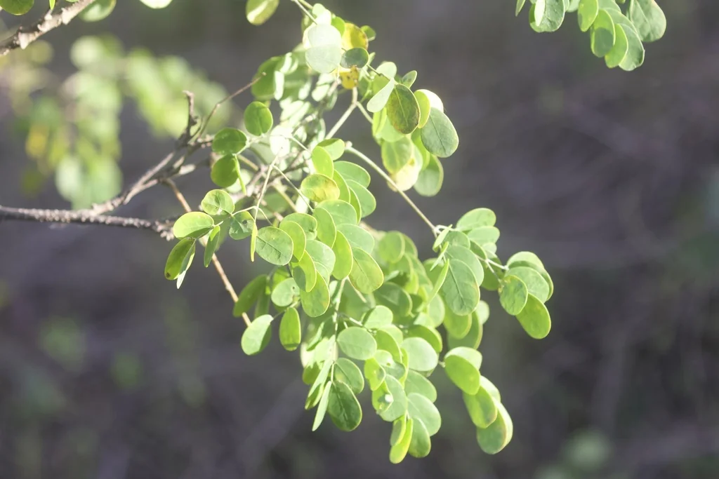Caesalpinia Mexicana