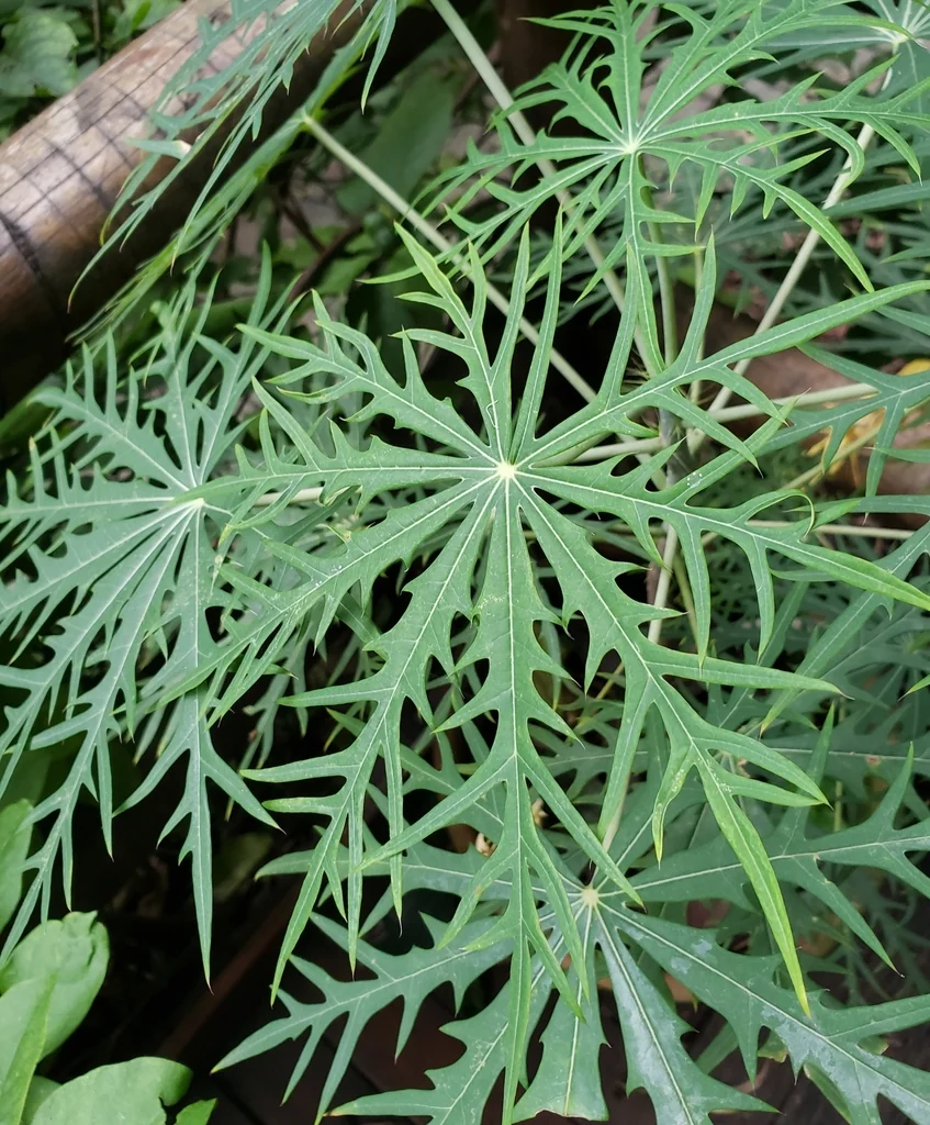Jatropha Multifida