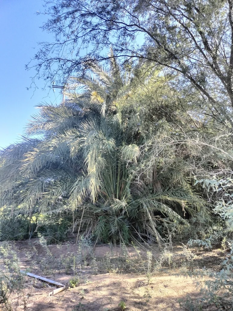 Phoenix Dactylifera