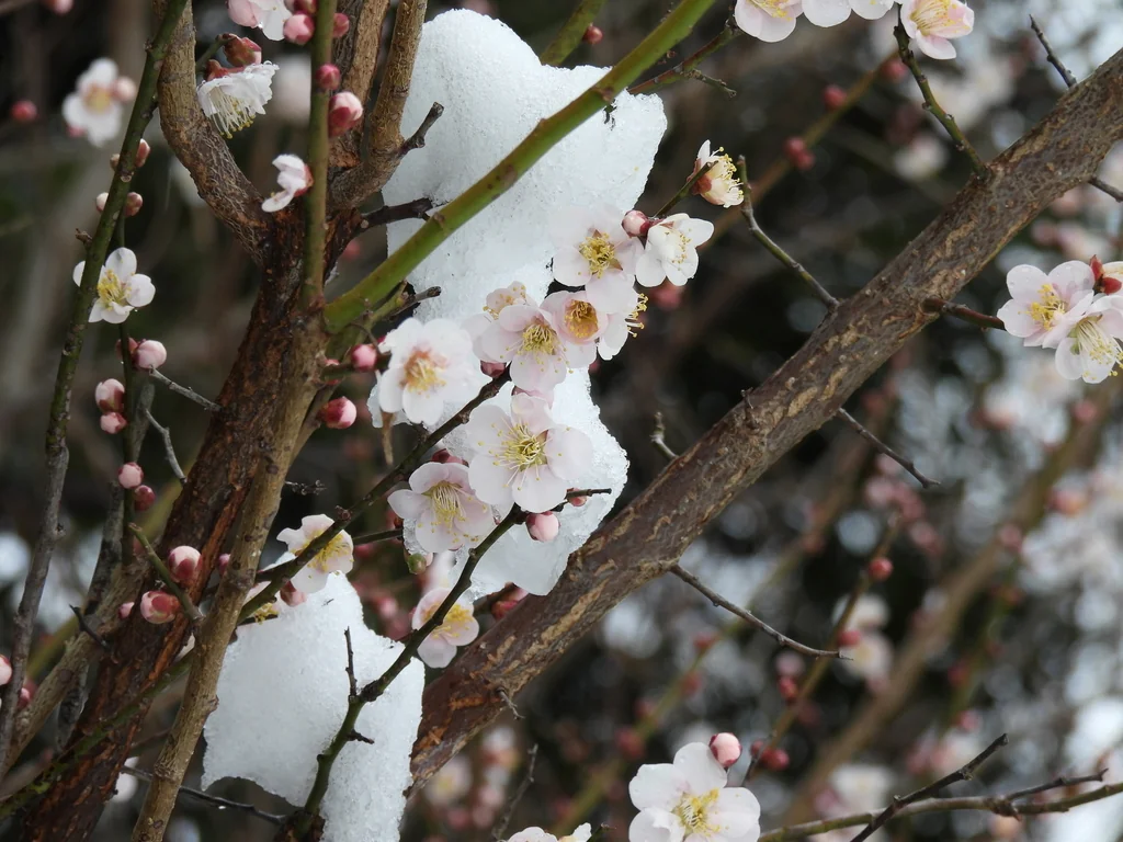 Prunus Mume