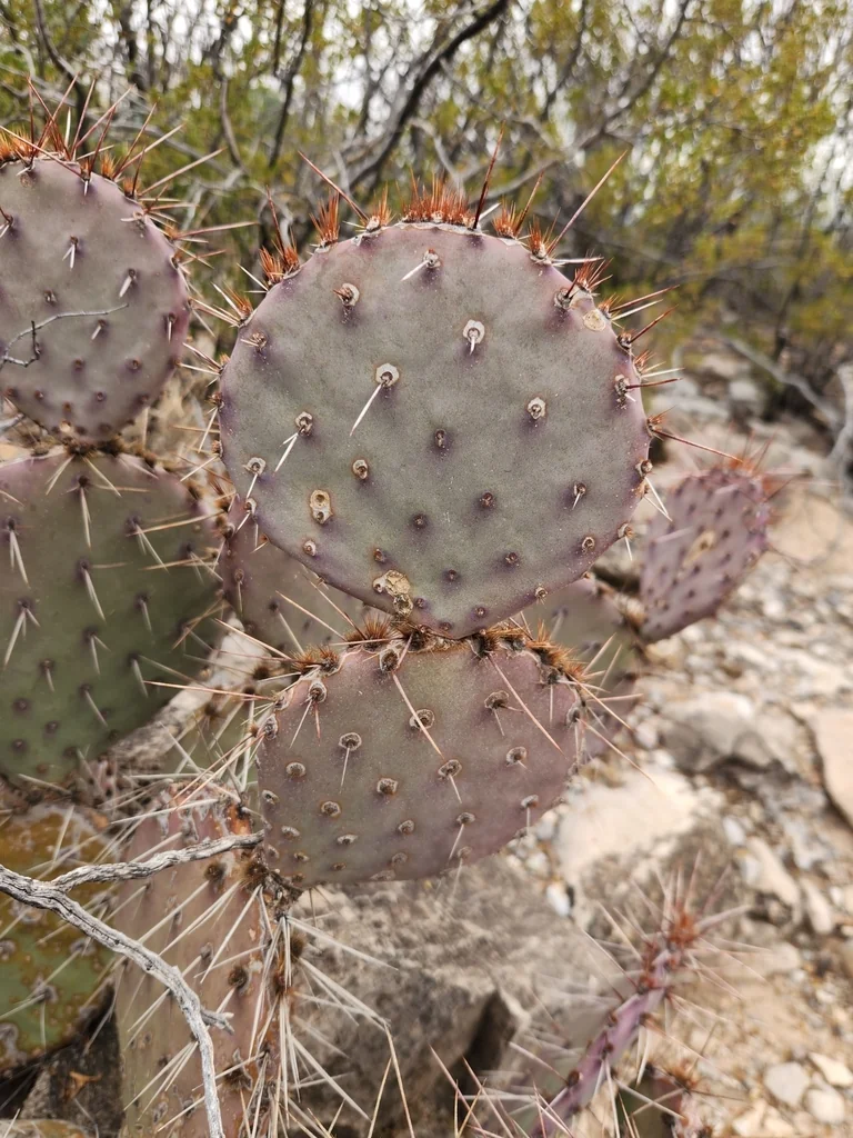 Opuntia Macrocentra