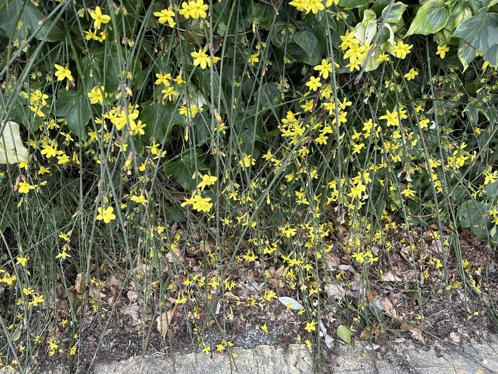 Jasminum Nudiflorum