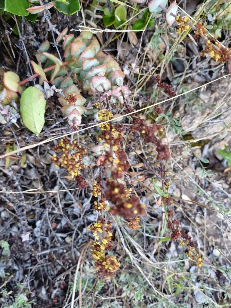 Crassula Perforata
