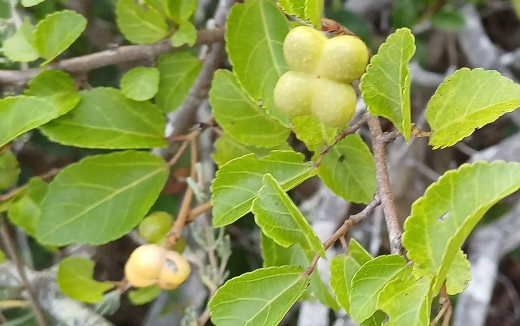 Grewia Occidentalis