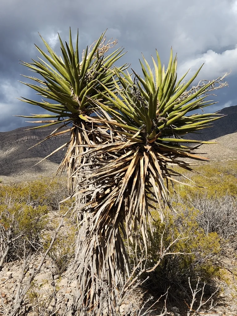 Yucca Torreyi