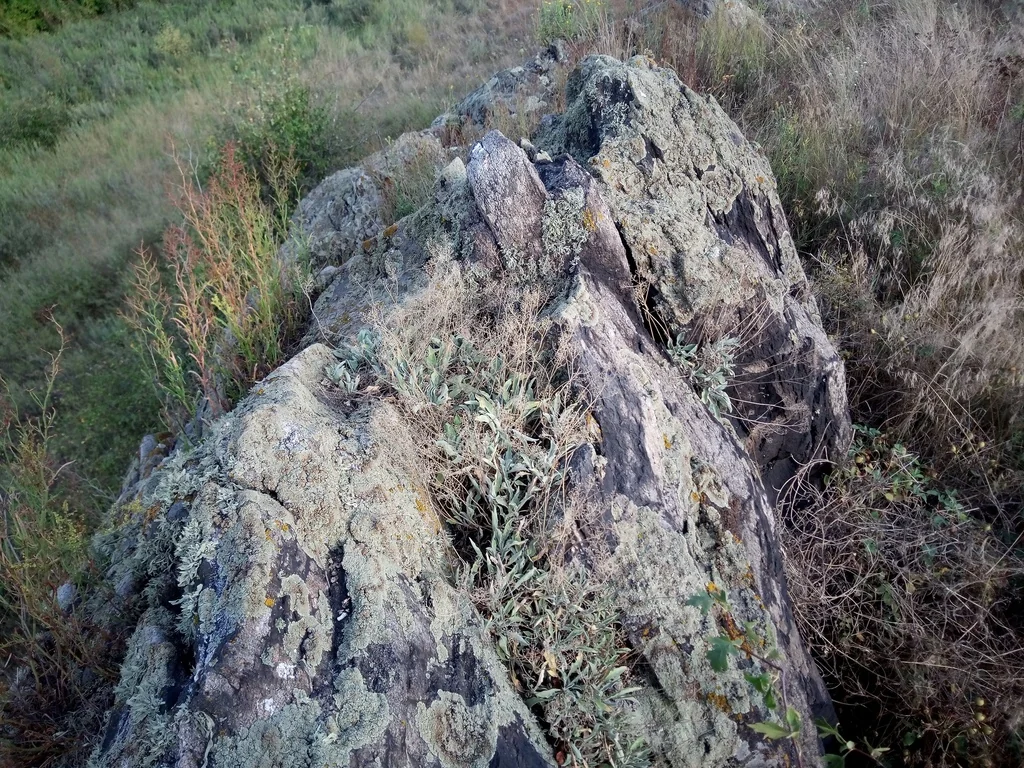 Aurinia Saxatilis
