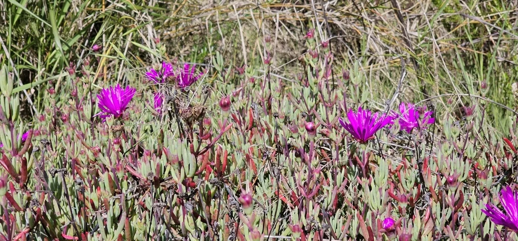 Delosperma Cooperi