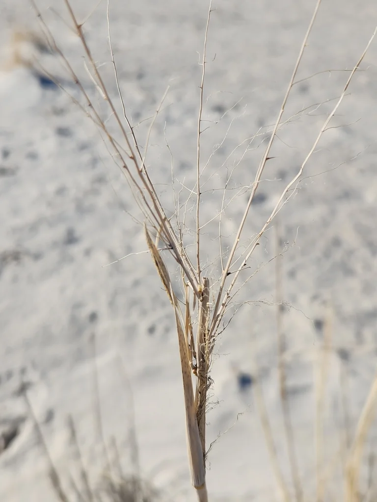Sporobolus Airoides