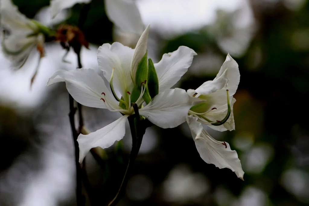 Bauhinia Variegata